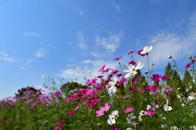 サバーファームお花畑のコスモスの写真
