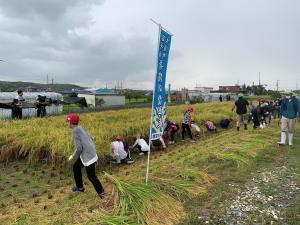 喜志小学校区奇跡の復興米稲刈り