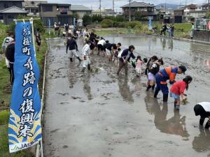 田植え状況の写真