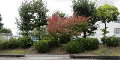 校内紅葉