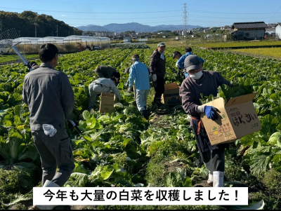 白菜収穫