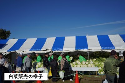白菜販売