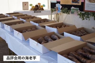 品評用えびいも