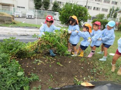 落花生を収穫しました