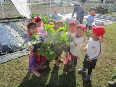 立派な大根を収穫しました