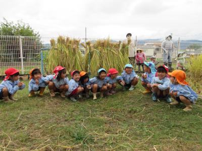稲刈りをしました
