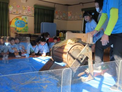 大正時代の脱穀機で脱穀体験