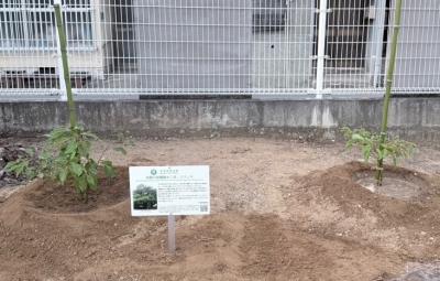 植樹後の2本のクスノキ