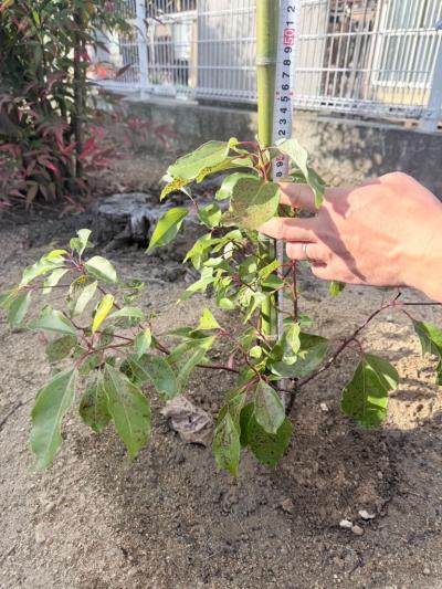 学校のクスノキ（樹高41cm）