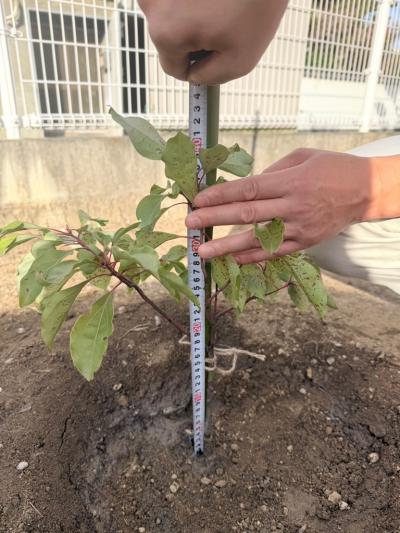 市のクスノキ(樹高38cm)