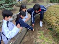 チューリップ①