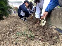 チューリップ②