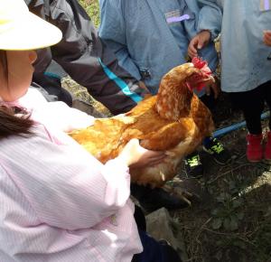 ニワトリ抱っこしたよ