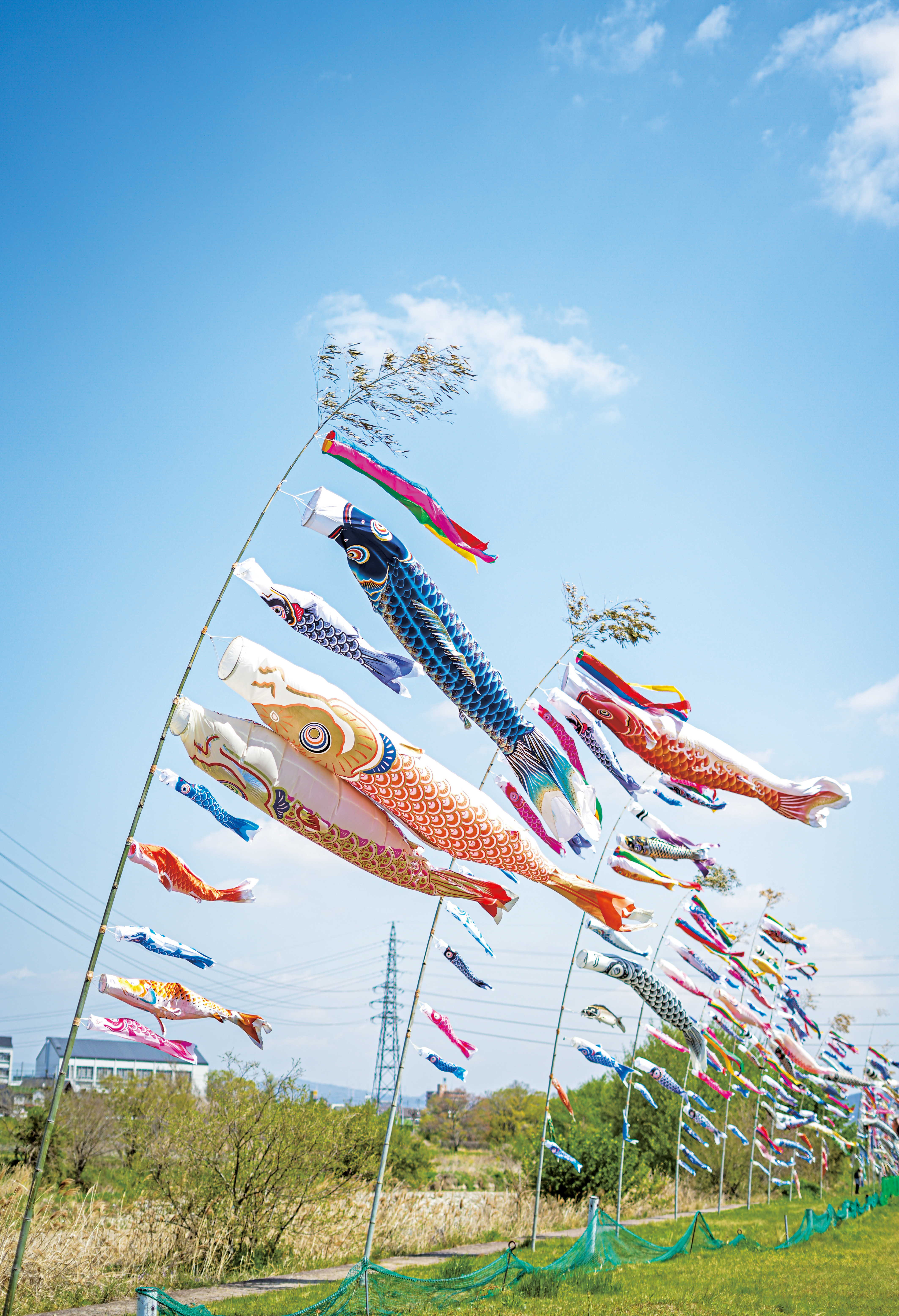 石川こいのぼり