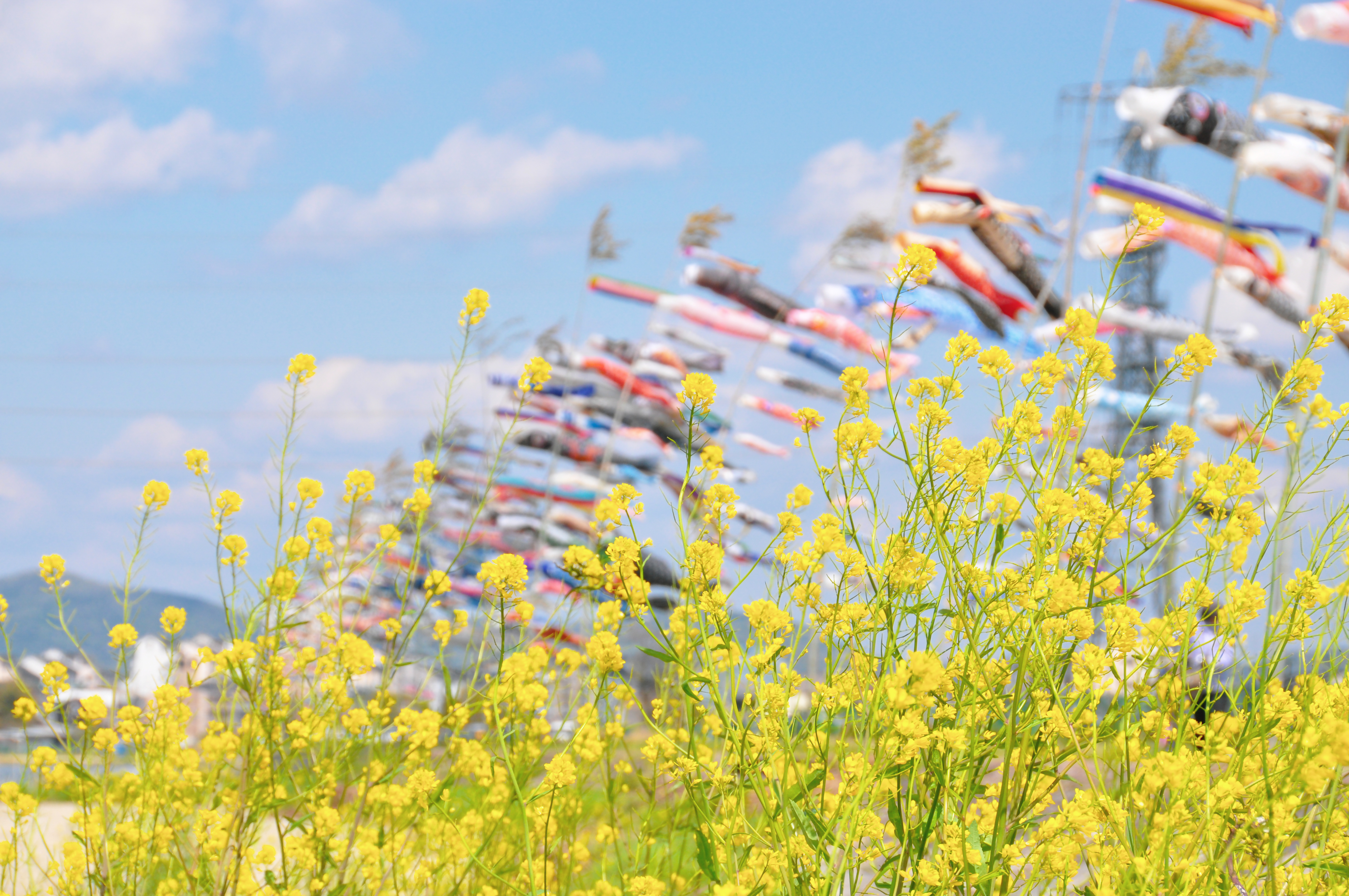石川こいのぼり
