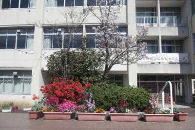 校門の桜