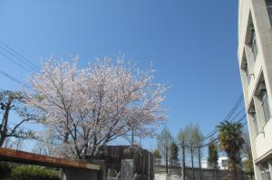校内の桜