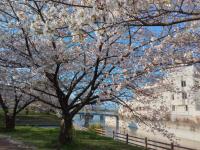 粟ヶ池共園の桜