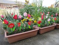 チューリップの花