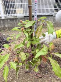 学校のクスノキ42cm