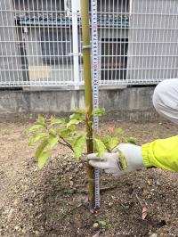 市のクスノキ41cm