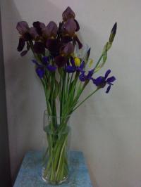 菖蒲