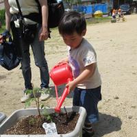 苗植え
