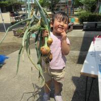 玉ねぎ