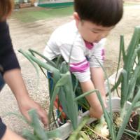 大きい玉ねぎ