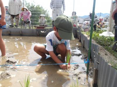 田植えの様子