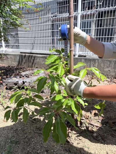 学校のクスノキ_樹高46cm
