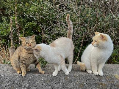 地域猫2