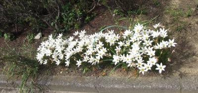 校内の花