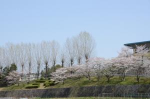 第三中学校と桜の画像