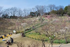 錦織公園梅の写真