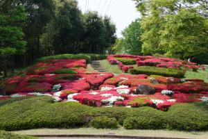 錦織公園つつじの写真