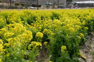 サバーファーム、菜の花