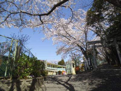 4桜満開の正門
