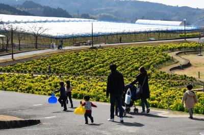 サバーファームお花畑の菜の花の写真