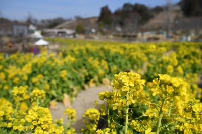 サバーファームお花畑の菜の花の写真