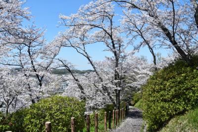 滝谷公園で桜が咲いている風景の写真