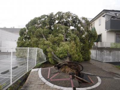 台風第21号でなぎ倒された木の写真