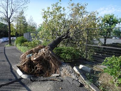 台風第21号で根からなぎ倒された木の写真