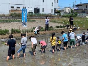 奇跡の復興米田植え２