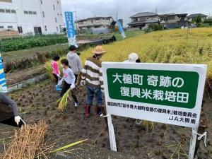 復興米稲刈り