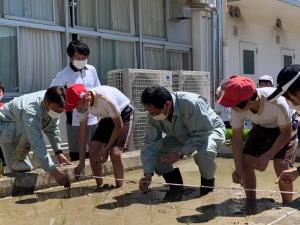 復興米田植え