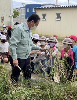 復興米稲刈り