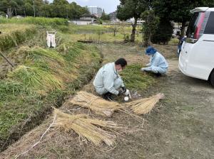 自主研究会　稲刈り