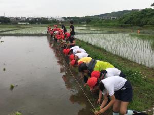 彼方小学校田植え様子2