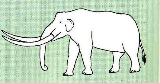 アケボノゾウの足跡化石発見